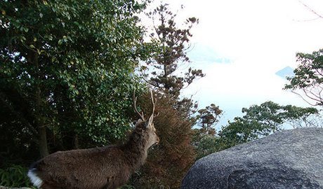 Wild Deer admiring the view - Miyajima, Hiroshima